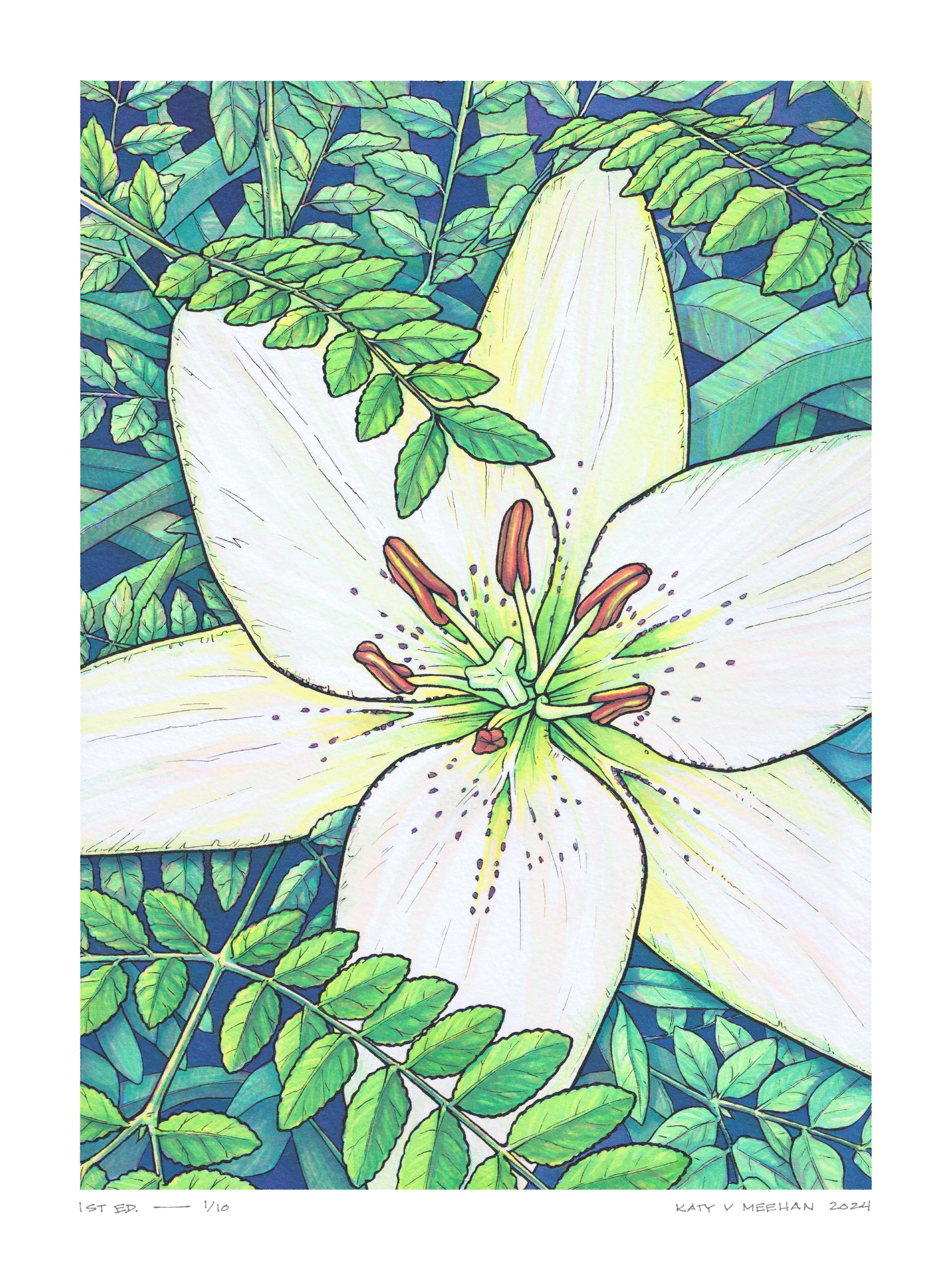 white lily drawing WHITE LILY – Katy V Meehan, LLC