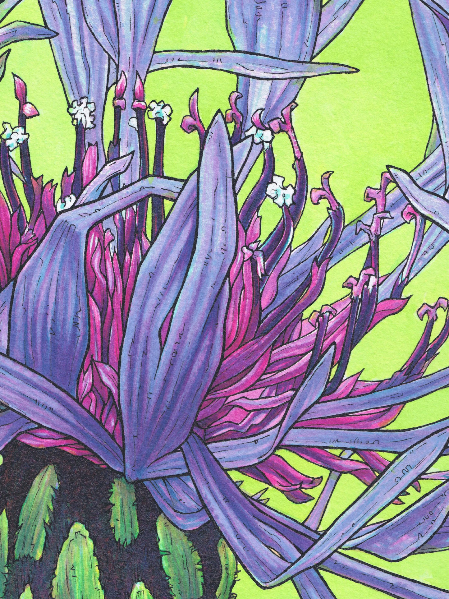 This is a close-up crop of a high resolution scan of a limited edition art print. The original artwork was created with india ink on watercolor paper by artist Katy V. Meehan. This is a scan of a print of a hand painted rendering of a flower. The artwork is titled, ‘Mountain Cornflower’.