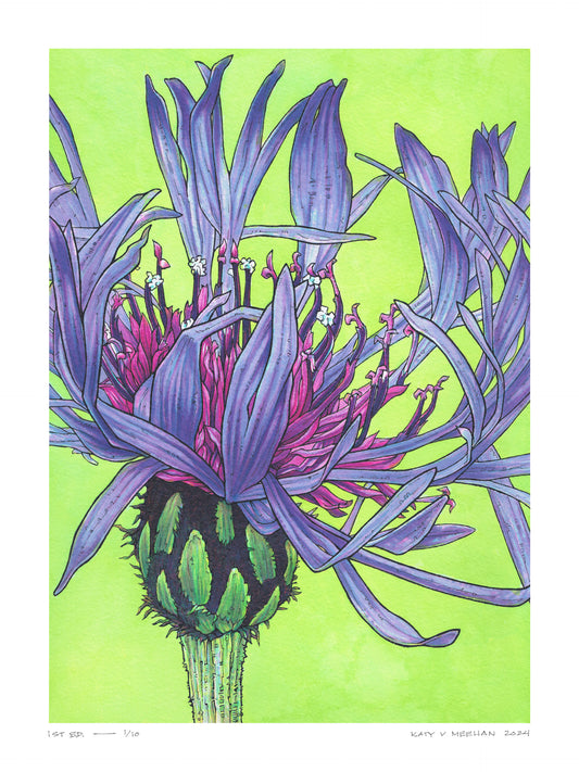 This is a high resolution scan of a limited edition art print. The original artwork was created with india ink on watercolor paper by artist Katy V. Meehan. This is a scan of a print of a hand painted rendering of a flower. The artwork is titled, ‘Mountain Cornflower’.