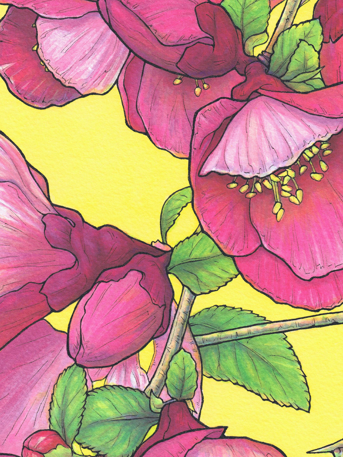 This is a close-up crop of a high resolution scan of a limited edition art print. The original artwork was created with india ink on watercolor paper by artist Katy V. Meehan. This is a scan of a print of a hand painted rendering of a flower. The artwork is titled, ‘Quince’.