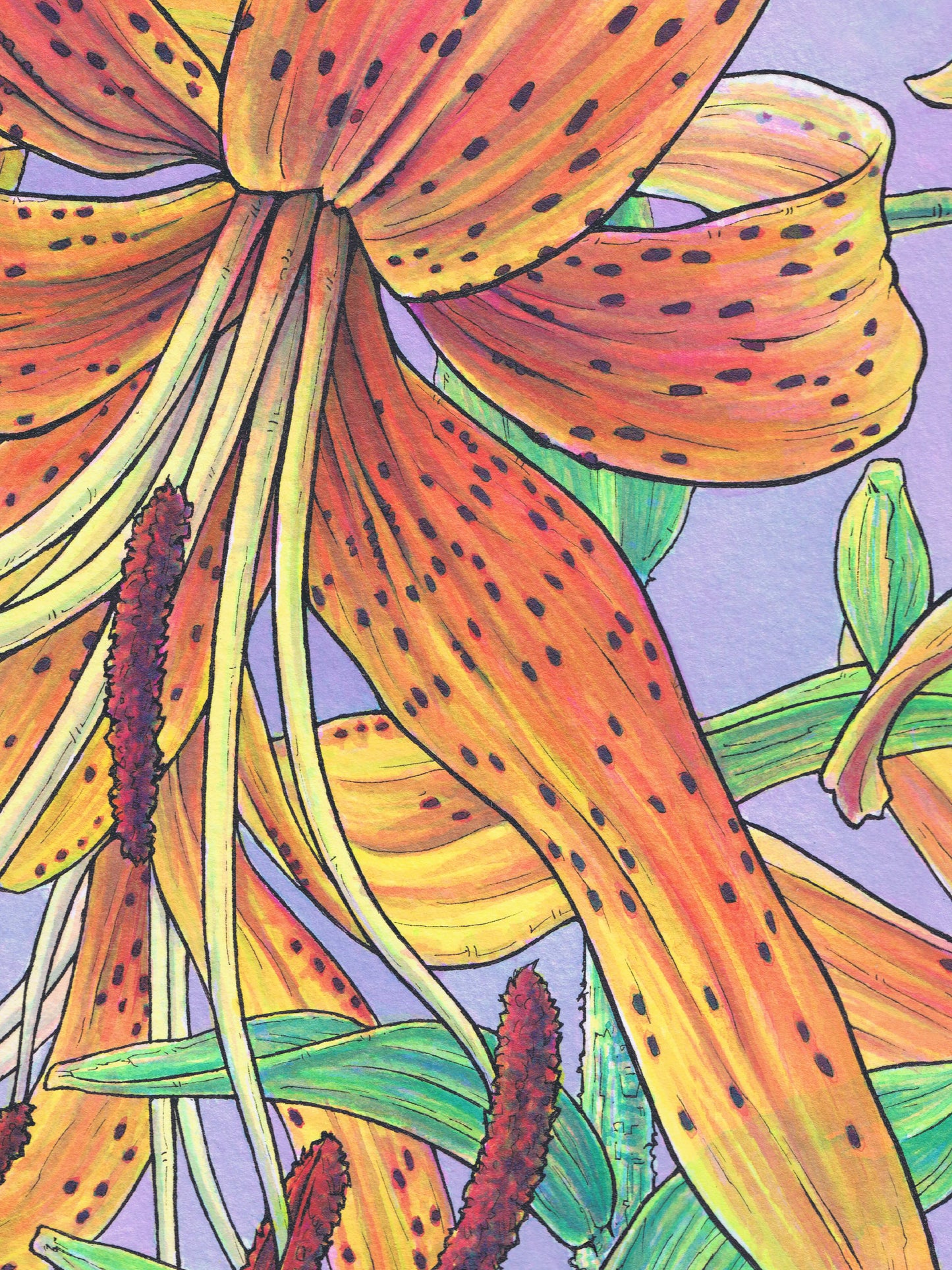 This is a close-up crop of a high resolution scan of a limited edition art print. The original artwork was created with india ink on watercolor paper by artist Katy V. Meehan. This is a scan of a print of a hand painted rendering of a flower. The artwork is titled, ‘Tiger Lily’.