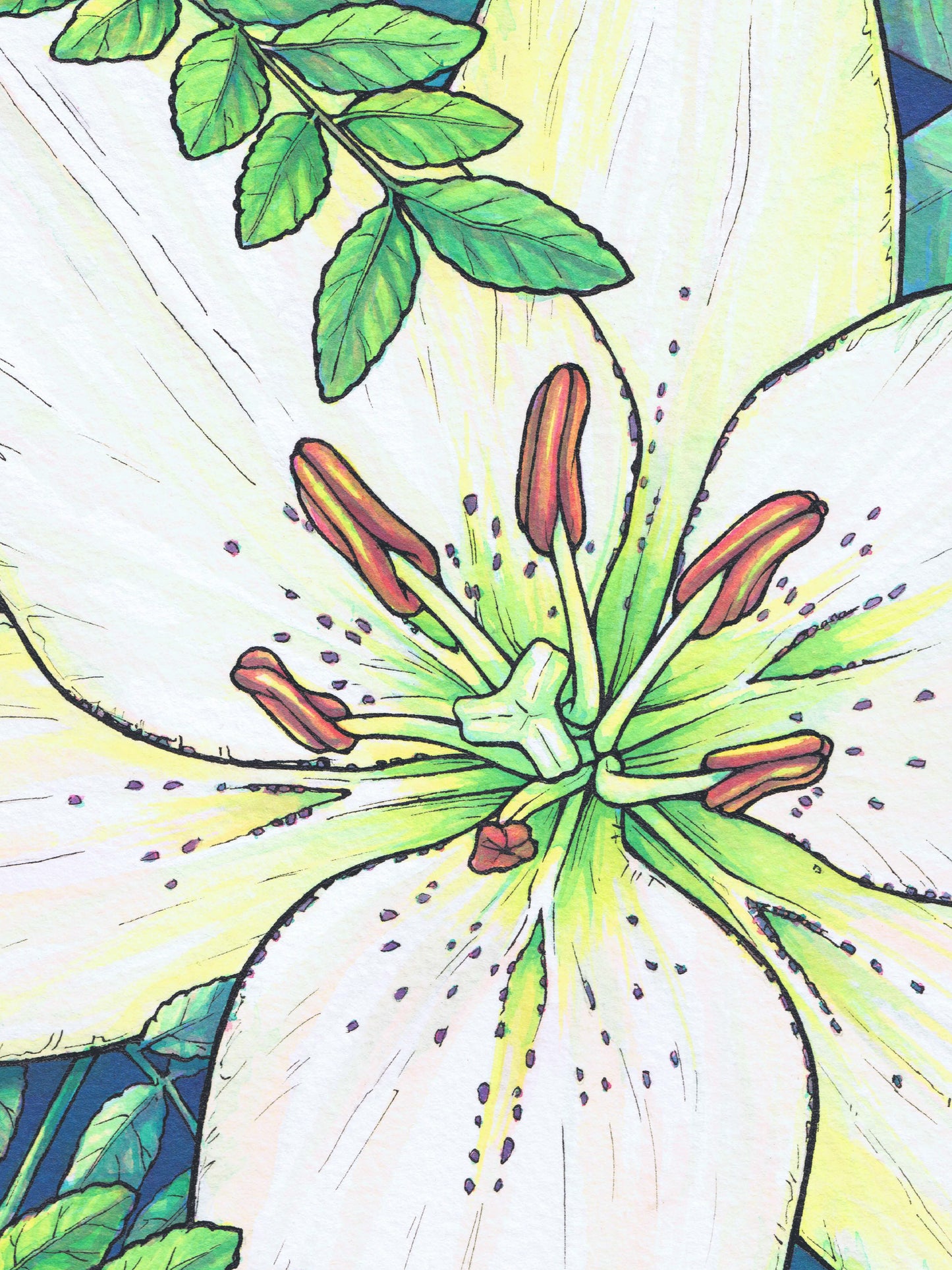 white lily limited WHITE LILY