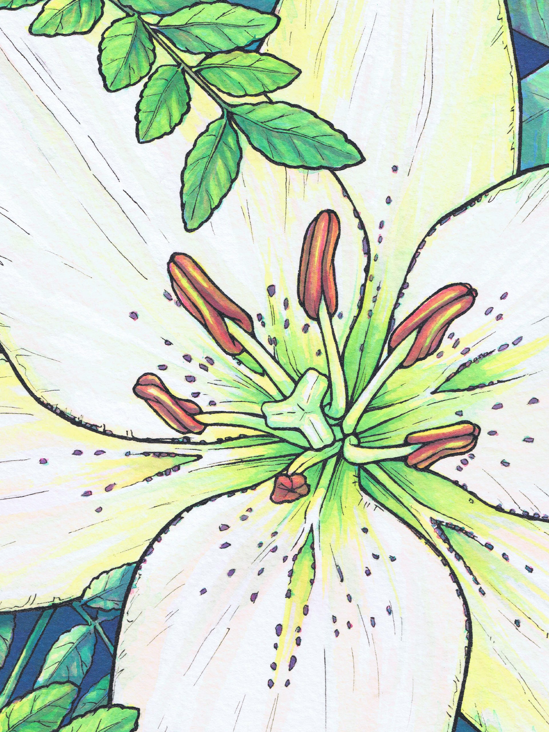 This is a close-up crop of a high resolution scan of a limited edition art print. The original artwork was created with india ink on watercolor paper by artist Katy V. Meehan. This is a scan of a print of a hand painted rendering of a flower. The artwork is titled, ‘White Lily’.