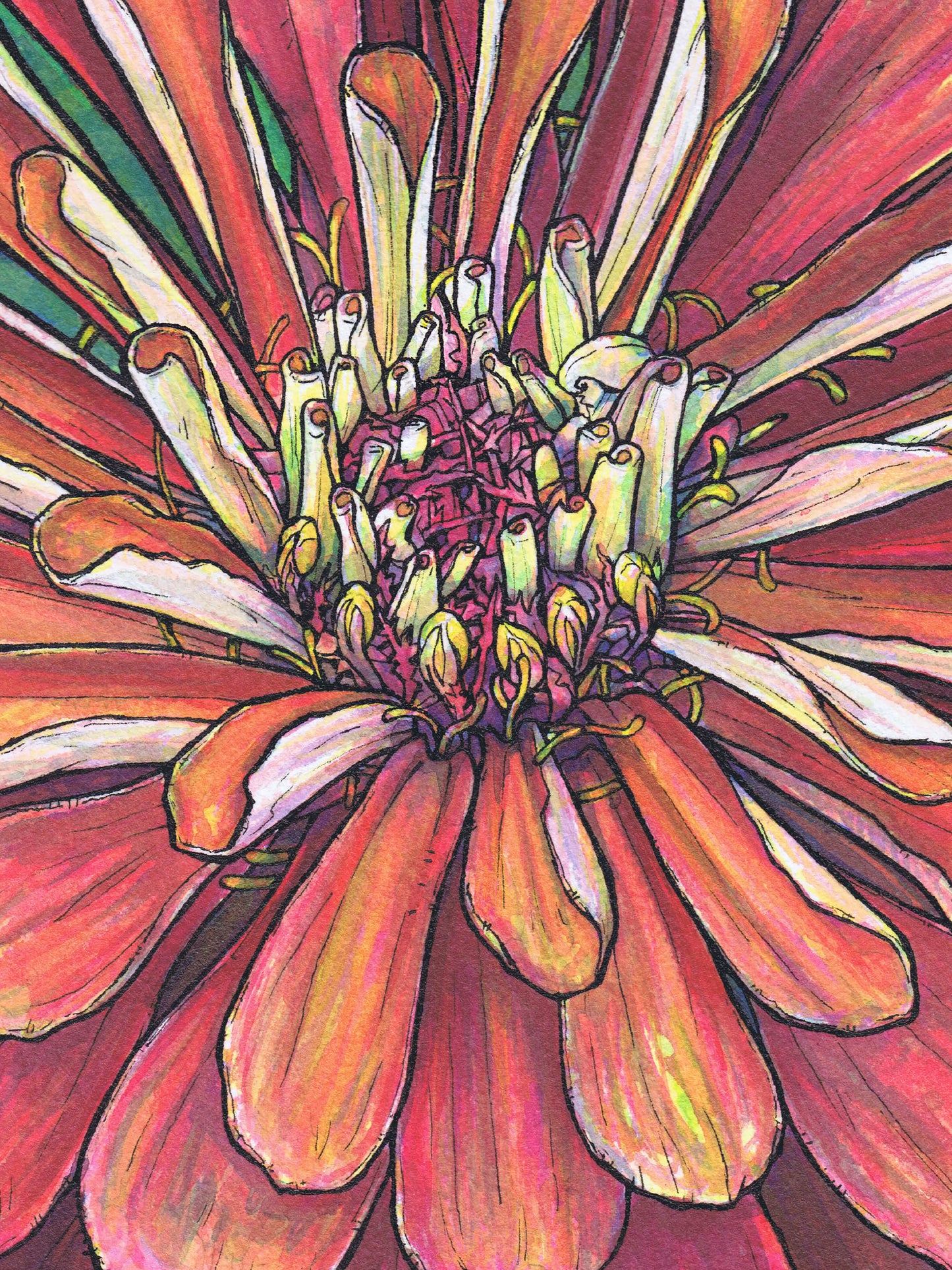 This is a close-up crop of a high resolution scan of a limited edition art print. The original artwork was created with india ink on watercolor paper by artist Katy V. Meehan. This is a scan of a print of a hand painted rendering of a flower. The artwork is titled, ‘State Fair Zinnia’.